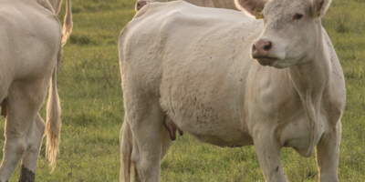 Better Practice Social Licence Guideline initiative